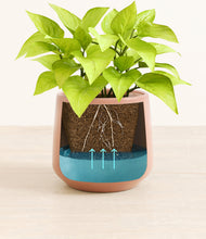 Load image into Gallery viewer, Calm Rose stand:all
