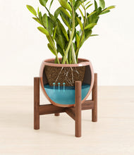 Load image into Gallery viewer, Calm Rose stand:walnut
