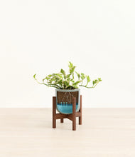 Load image into Gallery viewer, Reactive Aqua stand:walnut
