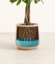 Load image into Gallery viewer, -
