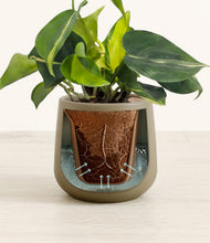 Load image into Gallery viewer, Olive stand:all

