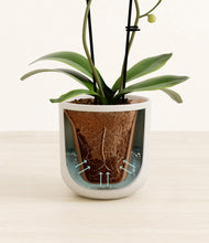 Load image into Gallery viewer, Natural Bamboo stand:all
