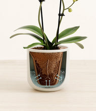 Load image into Gallery viewer, Cotton White stand:all
