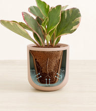 Load image into Gallery viewer, Sandy Pink stand:all
