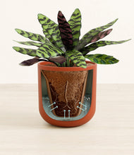 Load image into Gallery viewer, Earth Red
