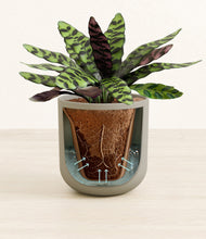 Load image into Gallery viewer, Sage Green
