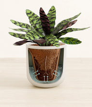 Load image into Gallery viewer, Natural Bamboo
