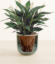 Load image into Gallery viewer, Sage Green stand:all

