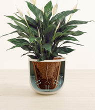 Load image into Gallery viewer, Natural Bamboo stand:all
