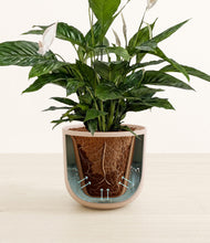 Load image into Gallery viewer, Sandy Pink stand:all
