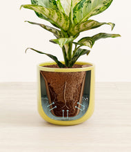 Load image into Gallery viewer, Key Lime Yellow stand:all
