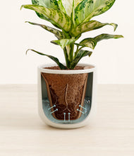 Load image into Gallery viewer, Cotton White stand:all
