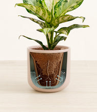 Load image into Gallery viewer, Sandy Pink stand:all
