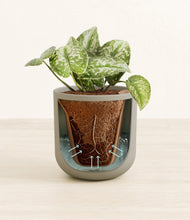Load image into Gallery viewer, Sage Green stand:all
