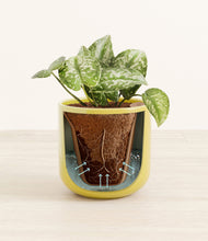 Load image into Gallery viewer, Key Lime Yellow stand:all
