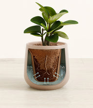 Load image into Gallery viewer, Eternal Gray stand:all
