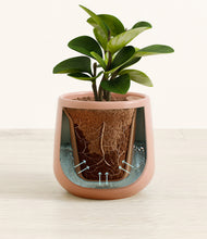 Load image into Gallery viewer, Calm Rose stand:all
