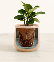 Load image into Gallery viewer, Gentle Pink stand:all
