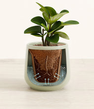 Load image into Gallery viewer, Turquoise stand:all
