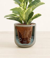 Load image into Gallery viewer, Sage Green stand:all
