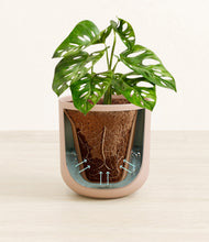 Load image into Gallery viewer, Sandy Pink stand:all
