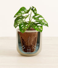 Load image into Gallery viewer, Sage Green stand:all

