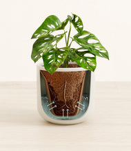 Load image into Gallery viewer, Cotton White stand:all
