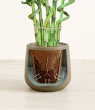 Load image into Gallery viewer, Olive stand:all
