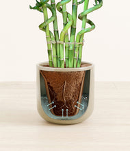 Load image into Gallery viewer, Sage Green stand:all
