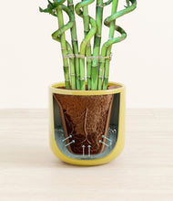 Load image into Gallery viewer, Key Lime Yellow stand:all

