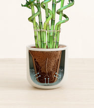 Load image into Gallery viewer, Cotton White stand:all
