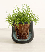 Load image into Gallery viewer, Black stand:all
