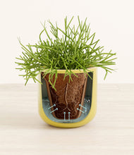 Load image into Gallery viewer, Key Lime Yellow stand:all
