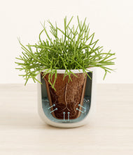 Load image into Gallery viewer, Cotton White stand:all
