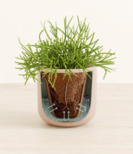 Load image into Gallery viewer, Sandy Pink stand:all
