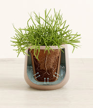 Load image into Gallery viewer, Eternal Gray stand:all
