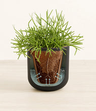 Load image into Gallery viewer, Stone Black stand:all
