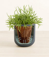 Load image into Gallery viewer, Iron Gray stand:all
