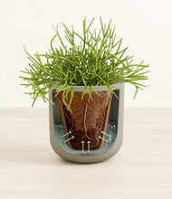 Load image into Gallery viewer, Sage Green stand:all
