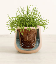 Load image into Gallery viewer, Gentle Pink stand:all
