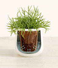 Load image into Gallery viewer, White stand:all
