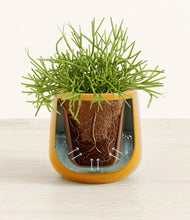 Load image into Gallery viewer, Mustard stand:all
