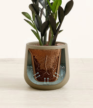 Load image into Gallery viewer, Olive stand:all
