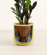 Load image into Gallery viewer, Key Lime Yellow stand:all
