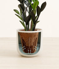 Load image into Gallery viewer, Cotton White stand:all

