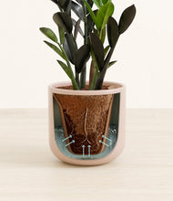 Load image into Gallery viewer, Sandy Pink stand:all
