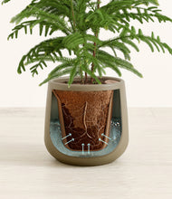 Load image into Gallery viewer, Olive stand:all
