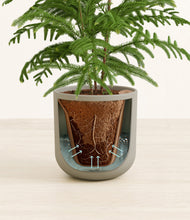 Load image into Gallery viewer, Sage Green stand:all
