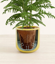 Load image into Gallery viewer, Key Lime Yellow stand:all
