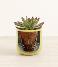 Load image into Gallery viewer, Key Lime Yellow stand:all
